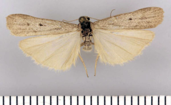 /filer/webapps/moths/media/images/I/imitator_Entephrilema_HT_TMSA.jpg