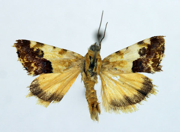 /filer/webapps/moths/media/images/I/imitatrix_Acontia_AM_Aulombard_02.jpg