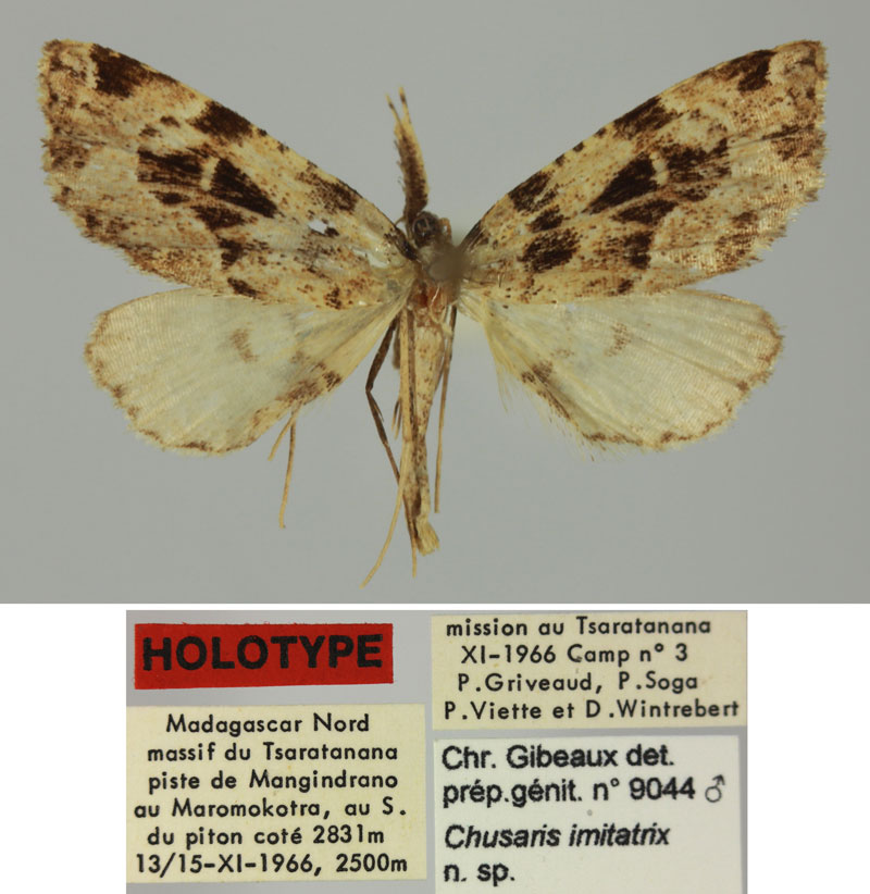 /filer/webapps/moths/media/images/I/imitatrix_Chusaris_HT_MNHNa.jpg