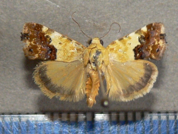 /filer/webapps/moths/media/images/I/imitatrix_Emmelia_A_Goff_01.jpg