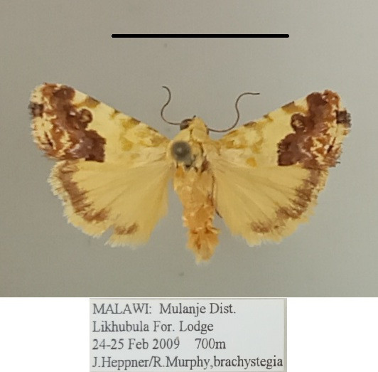 /filer/webapps/moths/media/images/I/imitatrix_Emmelia_A_MGCLa_01.jpg