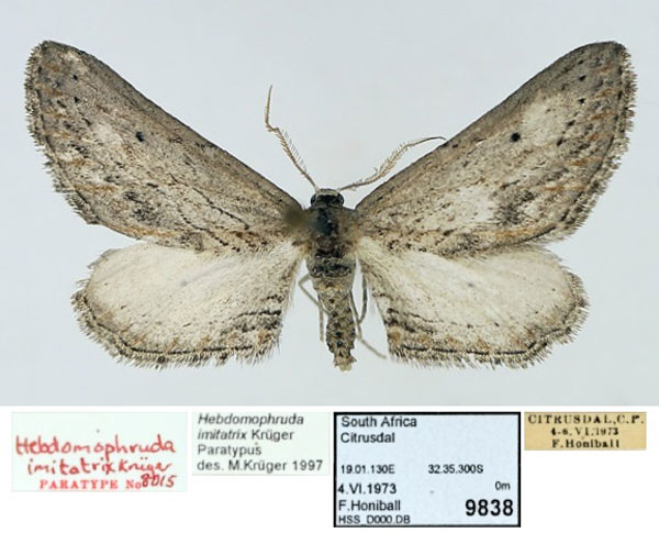 /filer/webapps/moths/media/images/I/imitatrix_Hebdomophruda_PTM_TMSA_01.jpg