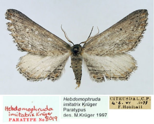 /filer/webapps/moths/media/images/I/imitatrix_Hebdomophruda_PTM_TMSA_02.jpg