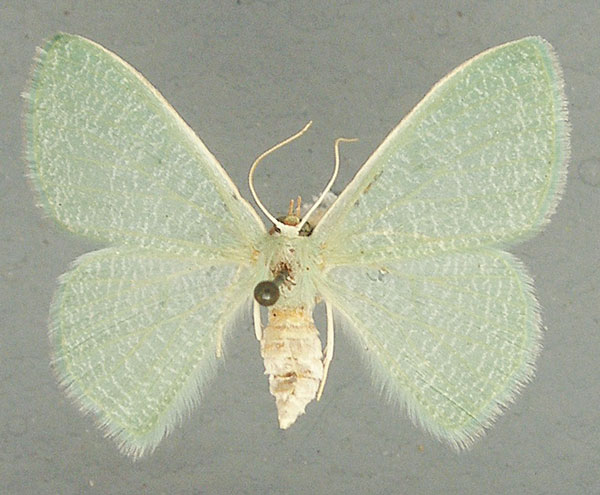 /filer/webapps/moths/media/images/I/immaculata_Prasinocyma_AF_TMSA.jpg