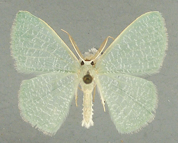 /filer/webapps/moths/media/images/I/immaculata_Prasinocyma_AM_TMSA.jpg