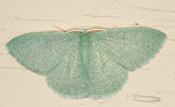 /filer/webapps/moths/media/images/I/immaculata_Prasinocyma_A_Heyns_01.jpg