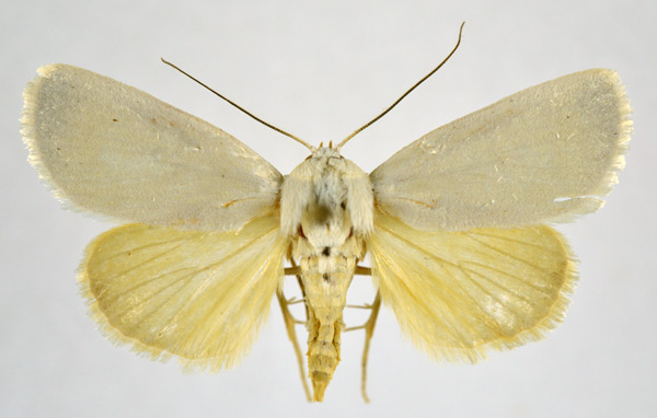 /filer/webapps/moths/media/images/I/immaculata_Westermannia_AM_NHMO.jpg