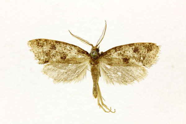 /filer/webapps/moths/media/images/I/immanis_Melasina_A_RMCA.jpg
