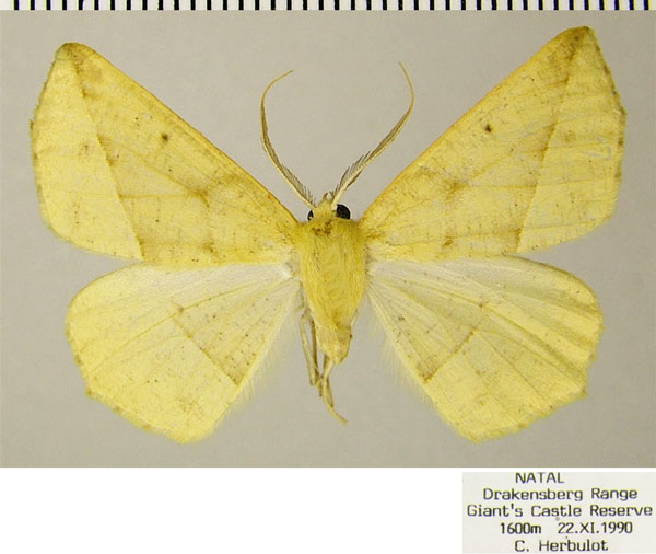 /filer/webapps/moths/media/images/I/immitata_Psilocerea_AM_ZSMa.jpg