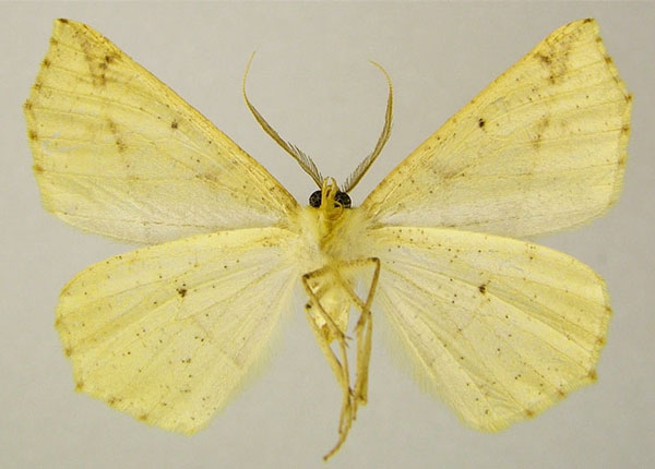 /filer/webapps/moths/media/images/I/immitata_Psilocerea_AM_ZSMb.jpg