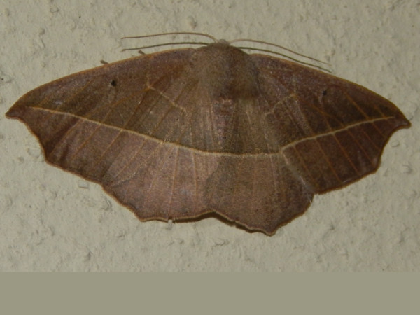 /filer/webapps/moths/media/images/I/immitata_Psilocerea_A_Grobler.jpg