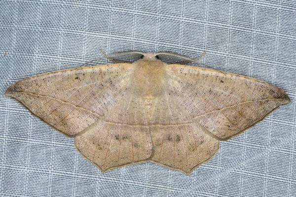 /filer/webapps/moths/media/images/I/immitata_Psilocerea_A_Heyns_01.JPG