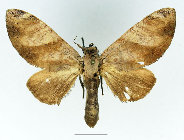 /filer/webapps/moths/media/images/I/immodica_Tricholoba_AM_Basquin_01.jpg