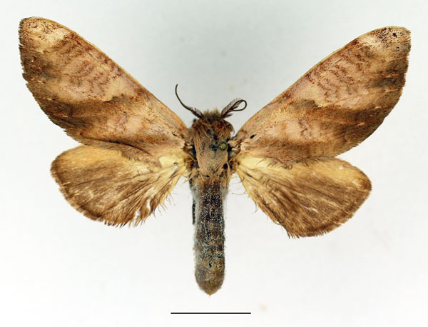 /filer/webapps/moths/media/images/I/immodica_Tricholoba_AM_Basquin_02.jpg