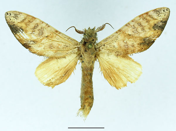 /filer/webapps/moths/media/images/I/immodica_Tricholoba_AM_Basquin_03.jpg