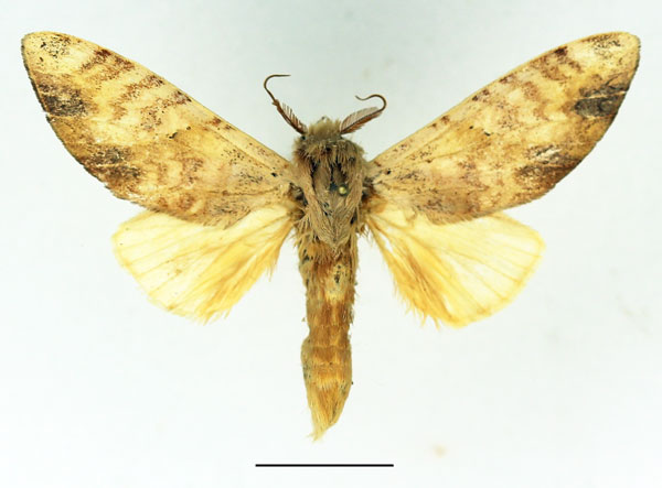 /filer/webapps/moths/media/images/I/immodica_Tricholoba_AM_Basquin_04.jpg
