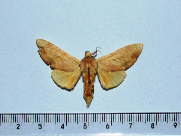 /filer/webapps/moths/media/images/I/immodica_Tricholoba_A_Goff_01.JPG