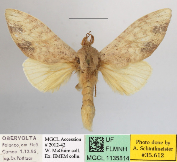 /filer/webapps/moths/media/images/I/immodica_Tricholoba_A_MGCLa_01.JPG