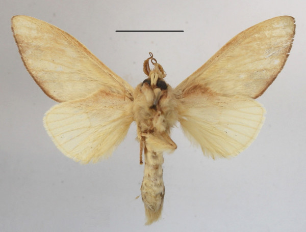 /filer/webapps/moths/media/images/I/immodica_Tricholoba_A_MGCLb_01.JPG
