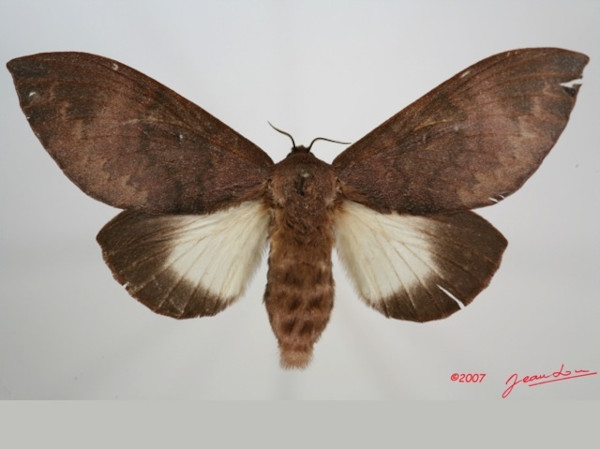 /filer/webapps/moths/media/images/I/immunda_Pachymeta_AF_Alberta_01.jpg