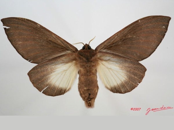 /filer/webapps/moths/media/images/I/immunda_Pachymeta_AF_Albertb_01.jpg