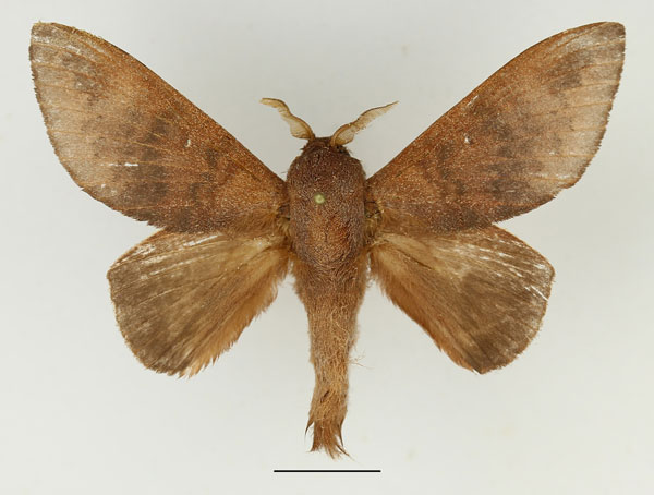 /filer/webapps/moths/media/images/I/immunda_Pachymeta_AM_Basquin_01.jpg