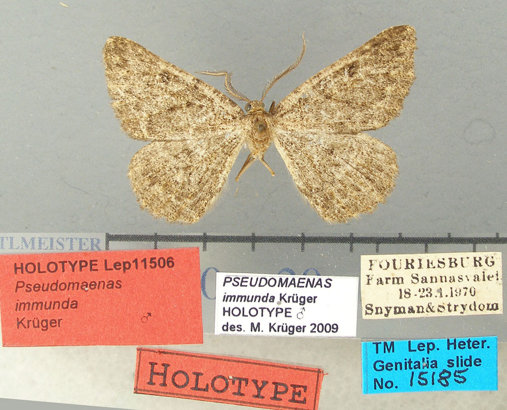 /filer/webapps/moths/media/images/I/immunda_Pseudomaenas_HT_TMSA.jpg