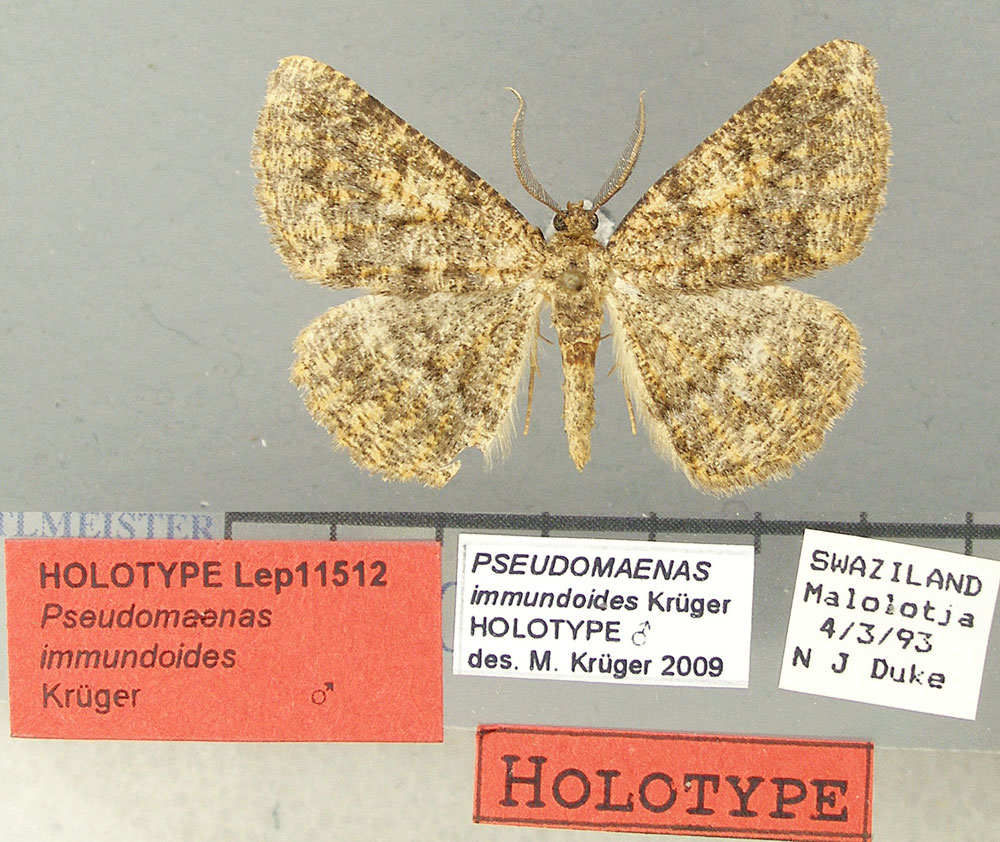 /filer/webapps/moths/media/images/I/immundoides_Pseudomaenas_HT_TMSA.jpg