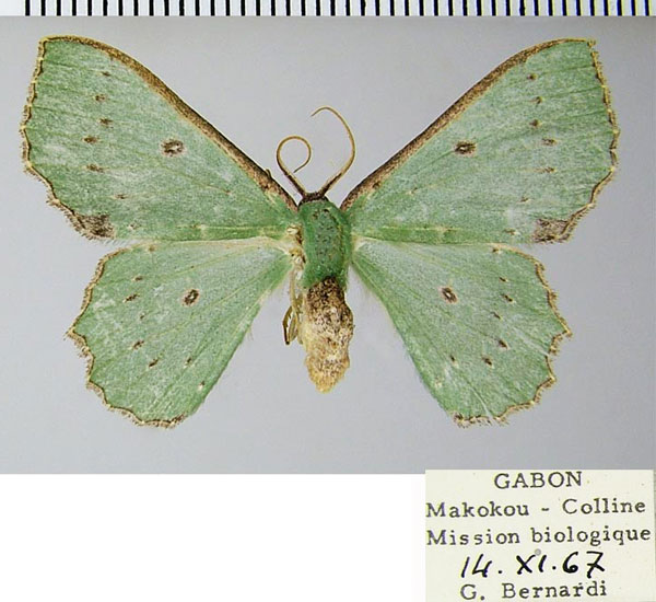 /filer/webapps/moths/media/images/I/immunifica_Victoria_AF_ZSM.jpg