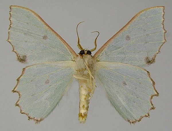 /filer/webapps/moths/media/images/I/immunifica_Victoria_AM_ZSMb.jpg
