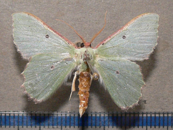 /filer/webapps/moths/media/images/I/immunifica_Victoria_A_Goff_01.jpg