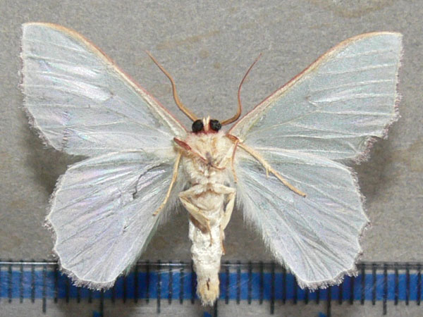 /filer/webapps/moths/media/images/I/immunifica_Victoria_A_Goff_02.jpg