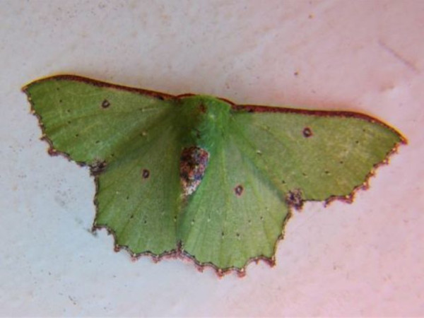 /filer/webapps/moths/media/images/I/immunifica_Victoria_A_Stanton.jpg