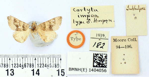 /filer/webapps/moths/media/images/I/impar_Cortyta_HT_BMNH.jpg