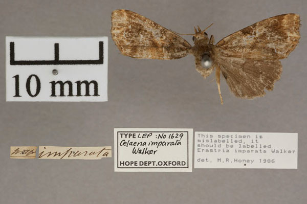 /filer/webapps/moths/media/images/I/imparata_Erastria_HT_OUMNH_01.jpg