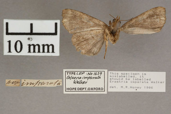 /filer/webapps/moths/media/images/I/imparata_Erastria_HT_OUMNH_02.jpg