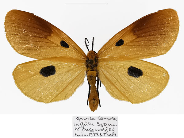 /filer/webapps/moths/media/images/I/imparepunctata_Calpoparia_AM_Basquin.jpg