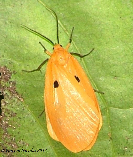 /filer/webapps/moths/media/images/I/imparepunctata_Calpoparia_A_Nicolas.jpg