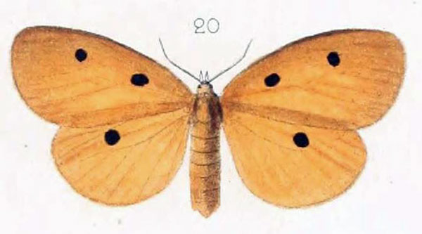 /filer/webapps/moths/media/images/I/imparepunctata_Lithosia_STF_Oberthur_20.jpg
