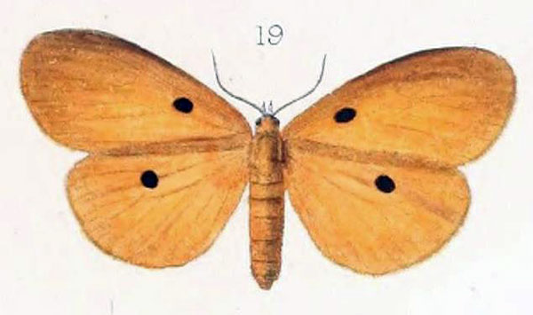 /filer/webapps/moths/media/images/I/imparepunctata_Lithosia_STM_Oberthur_19.jpg