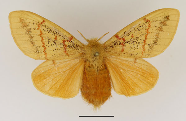 /filer/webapps/moths/media/images/I/imparilis_Chrysopsyche_AF_Basquin_02.jpg