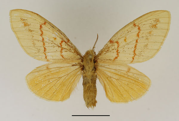 /filer/webapps/moths/media/images/I/imparilis_Chrysopsyche_AF_Basquin_03.jpg