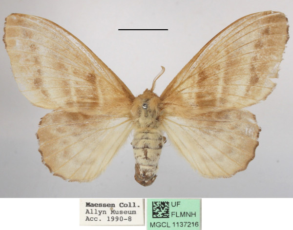 /filer/webapps/moths/media/images/I/imparilis_Chrysopsyche_AM_MGCLa_01.jpg
