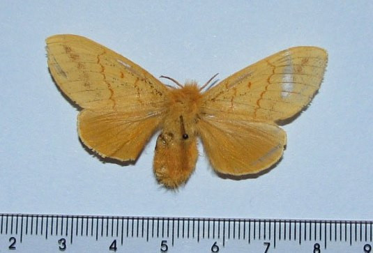 /filer/webapps/moths/media/images/I/imparilis_Chrysopsyche_A_Goff_01.jpg