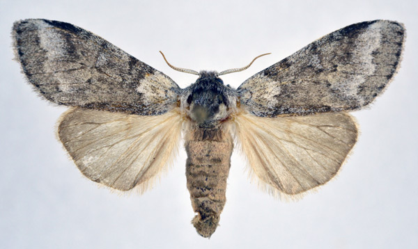 /filer/webapps/moths/media/images/I/impeditus_Stenostaura_AF_NHMO.jpg