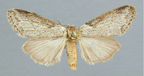 /filer/webapps/moths/media/images/I/impeditus_Stenostaura_A_RMCA_02.jpg