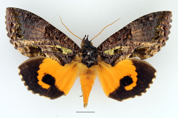 /filer/webapps/moths/media/images/I/imperator_Eudocima_AF_Basquin.jpg