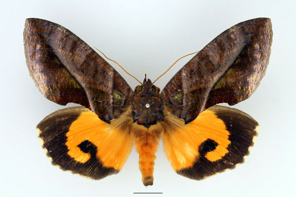 /filer/webapps/moths/media/images/I/imperator_Eudocima_AM_Basquin_02.jpg