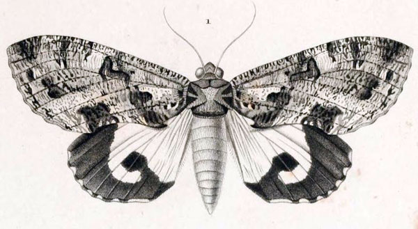 /filer/webapps/moths/media/images/I/imperator_Noctua_HT_Guerin_89_1.jpg