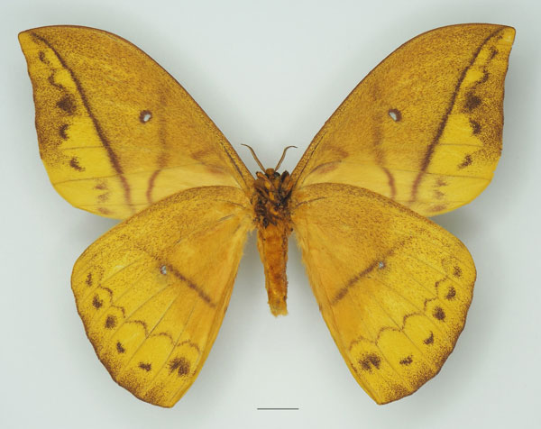 /filer/webapps/moths/media/images/I/imperator_Pseudantheraea_AM_Basquin_01b.jpg